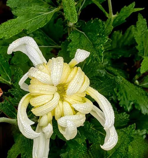 菊花（探寻菊花的分类、特征及应用）