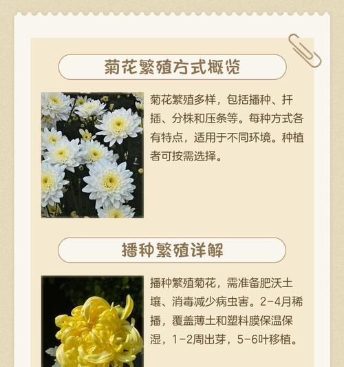 菊花扦插的最佳时间和方法（菊花扦插，以月份为准，保证百花齐放）