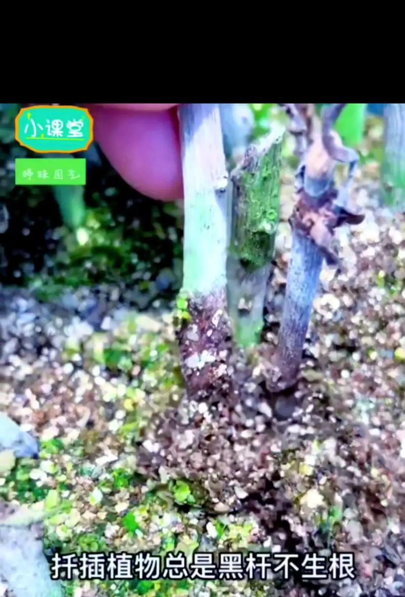玉麒麟植物扦插方法（轻松培育新绿，玉麒麟扦插一试无妨）
