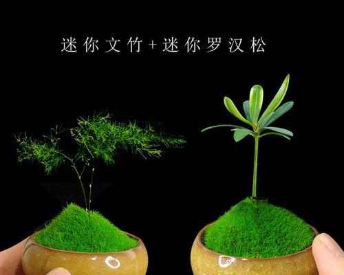 以鸭脚木组合盆载方法打造个性化家居（创意家居装饰方法揭秘）