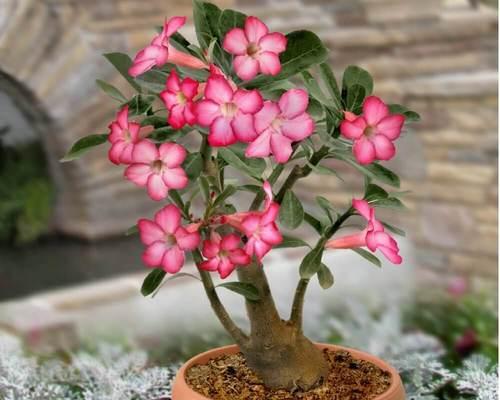 稀有品种的沙漠玫瑰（揭秘稀有的沙漠玫瑰品种，发现这个干旱地区的宝藏）