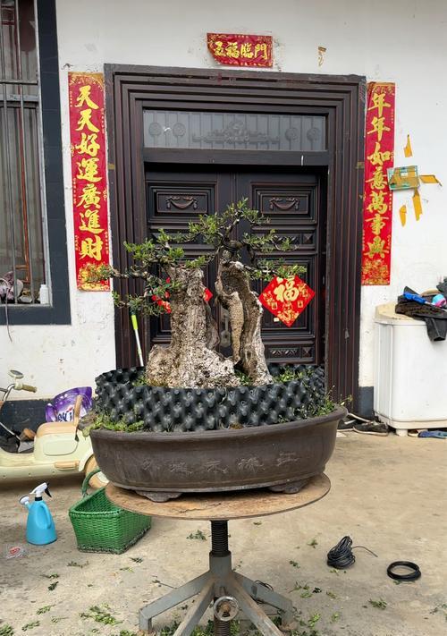黄杨盆景的土壤选择与养护技巧（探究黄杨盆景土壤的重要性及合理配比）