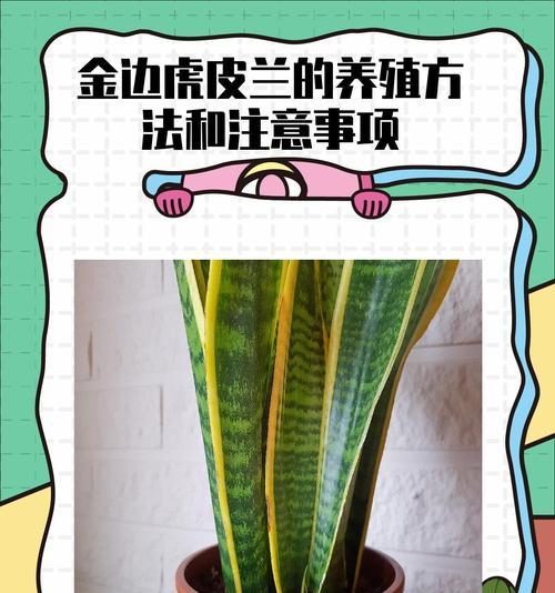 金边兰食用指南（掌握正确的吃金边兰方法，享受独特风味）