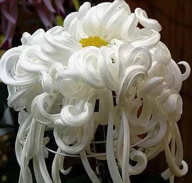 菊花之美（探索菊花的奇妙世界，感受生命的艳丽）