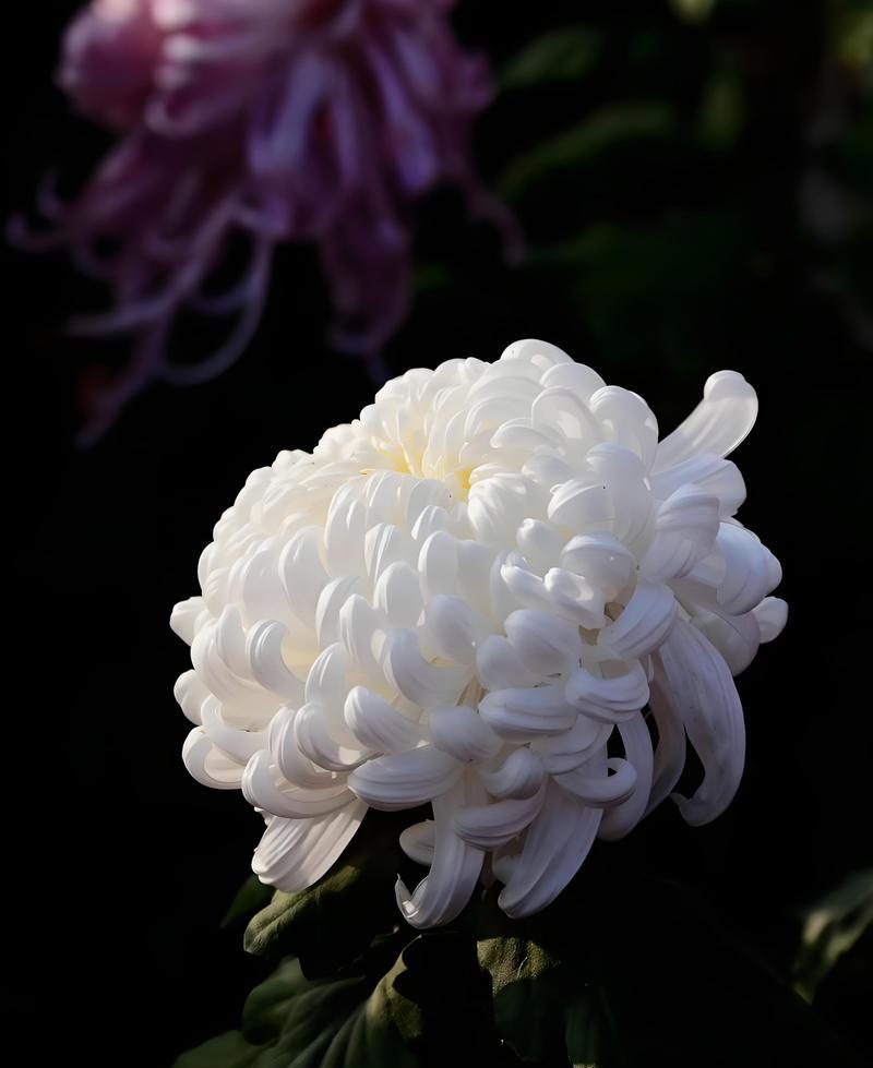 家居风水（以菊花种家里风水好吗？如何利用菊花改善家居风水？）