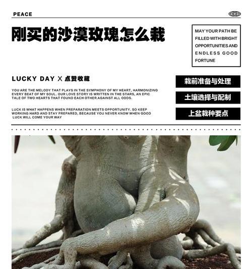 沙漠玫瑰扦插技巧与方法（探索沙漠玫瑰的繁衍之道，助你打造美丽的花园）