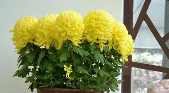 菊花扦插切口腐烂的原因及防治方法（探究菊花扦插过程中切口腐烂的成因，提供有效的防治措施）