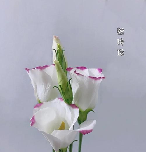 香槟色洋桔梗的花语（探寻香槟色洋桔梗的深层含义）