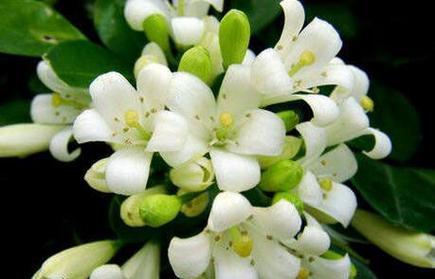 九里香的扦插方法及注意事项（九里香扦插步骤详解，让你轻松繁殖这美丽植物）