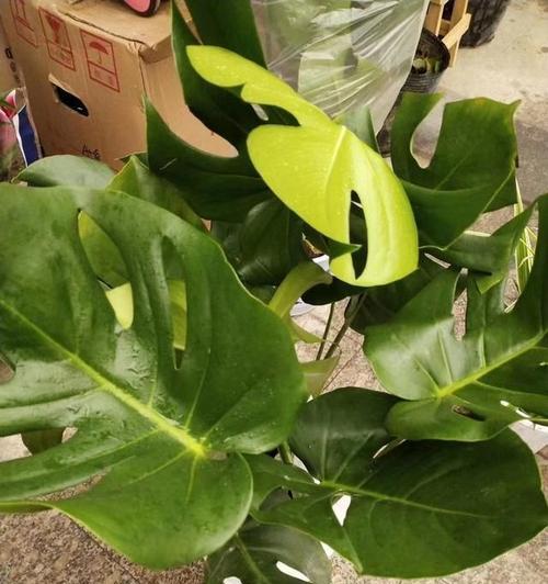 龟背竹节段扦插方法的探索与实践（科学种植，实现高效繁殖）