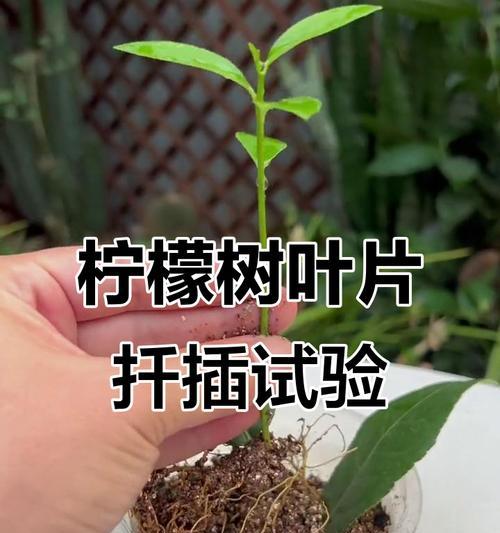 柠檬树扦插的适宜温度（温度对柠檬树扦插的影响与调控）