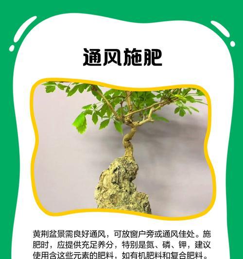 紫荆花盆栽养殖方法（打造美丽花园的秘密武器）