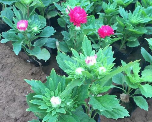 白色翠菊的花语（揭开白色翠菊的花语与寓意，了解这种花的特点和象征意义）