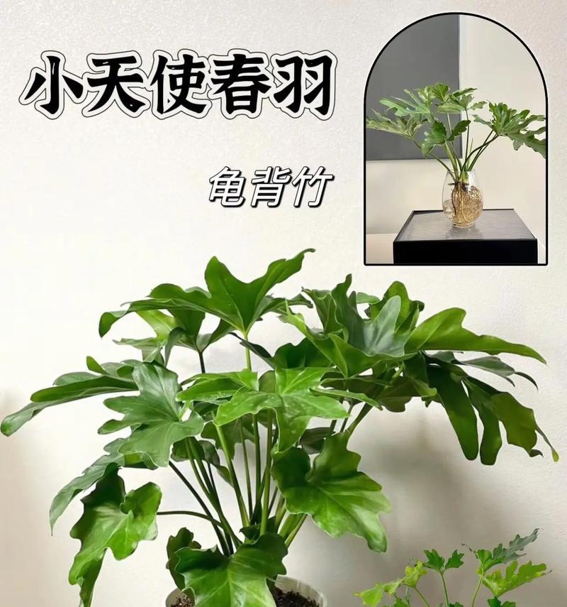 龟背竹的作用与功效（发现竹林中的奇特植物——龟背竹）