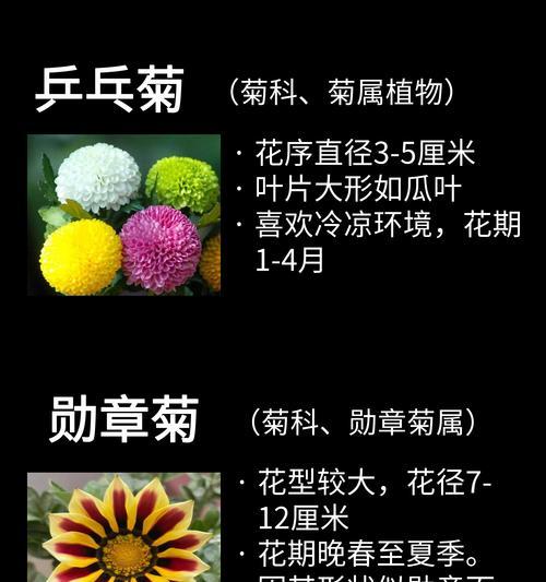 菊花的众多面貌（探索菊花美丽多样的外貌和象征意义）