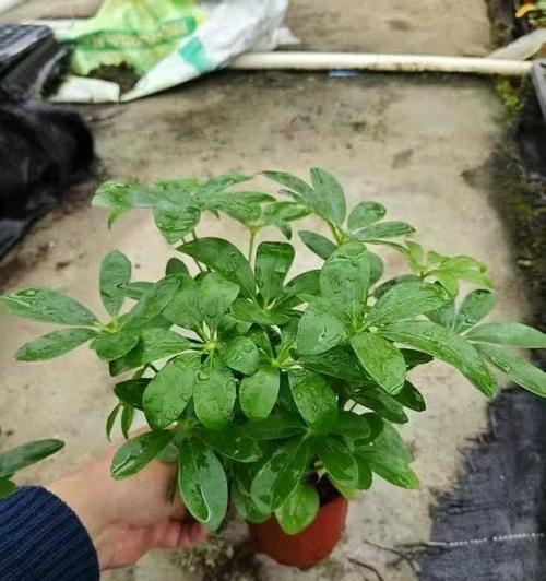 探秘神奇的鸭脚木（一种独特的植物，拥有无限的魅力）