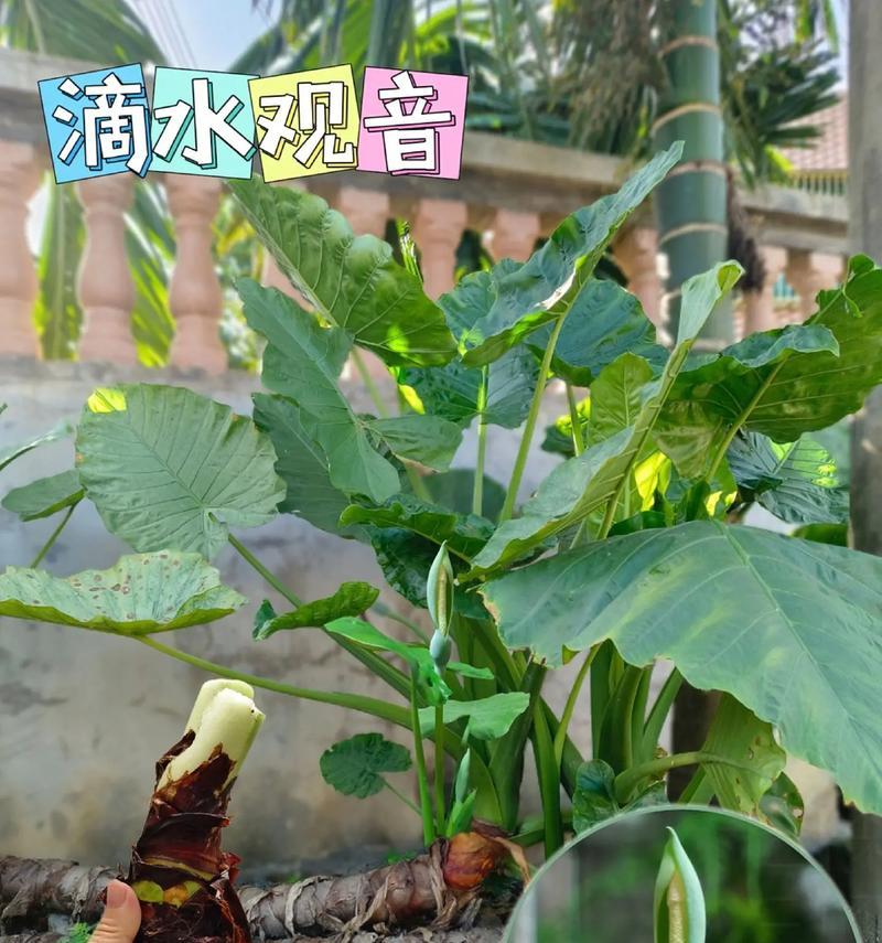 以滴水观音施肥的最佳肥料选择（打造健康繁茂的滴水观音，肥料不能马虎！）