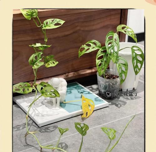 以龟背竹节段扦插法种植龟背竹（掌握龟背竹扦插方法，让你轻松种出繁茂的龟背竹）
