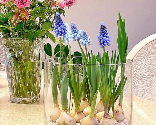 风信子的繁殖新种球之道（探秘风信子繁殖新种球的技巧与要领）