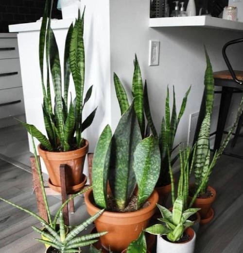 虎皮兰种植指南（从选购到养护，教你打造健康美丽的虎皮兰）