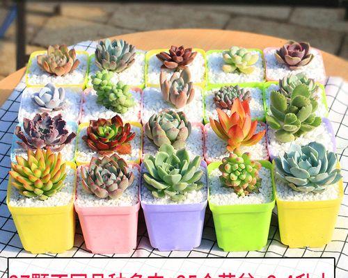 盆景多肉植物的种植方法（打造美丽的多肉盆景，让家居更加生机勃勃）