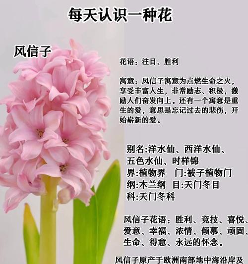 芬芳绽放——探寻风信子的多彩世界（以色彩为线索，揭秘风信子的奇妙色彩秘密）