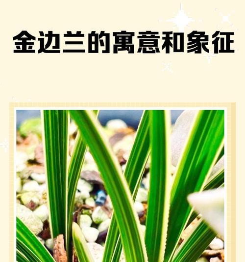 金边兰（探索金边兰的神奇功效及应用领域）