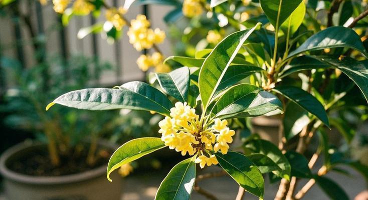 桂花树耐寒极限（揭秘桂花树的耐寒特性及其适应能力）
