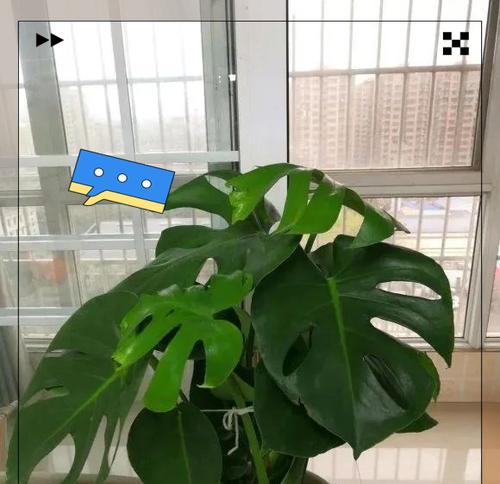 龟背竹黄叶为何能变绿（揭秘龟背竹黄叶变绿的奥秘）