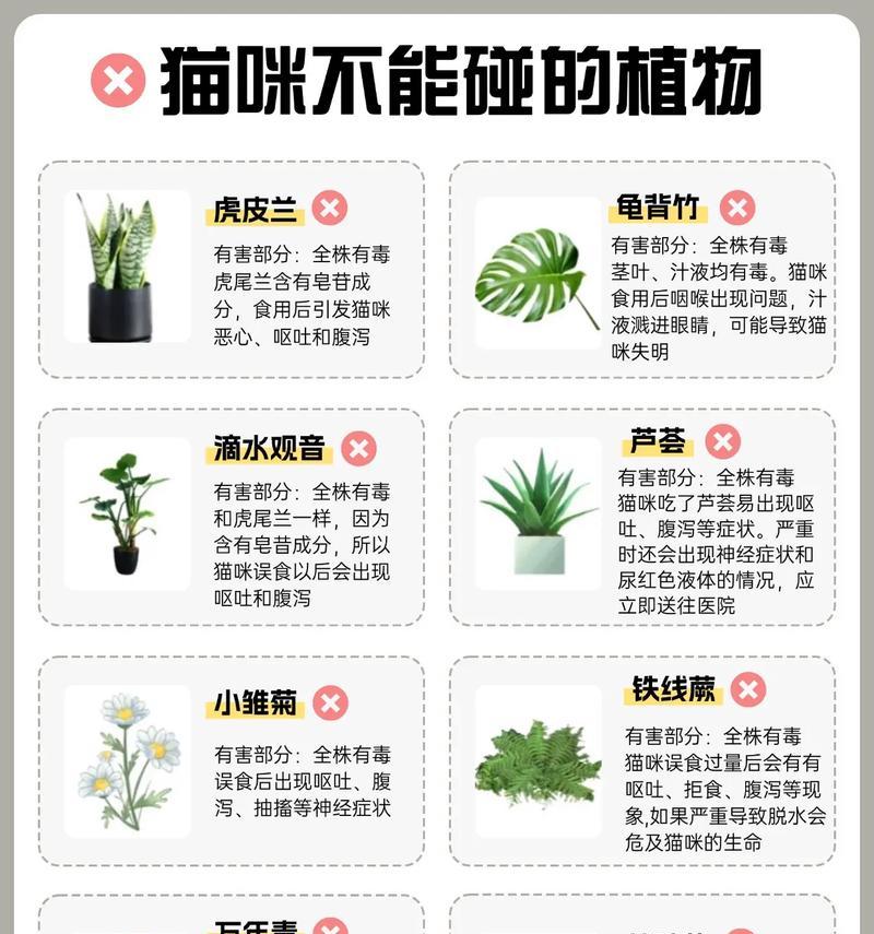 虎皮兰对猫咪的危害（了解虎皮兰对猫咪的毒性及预防措施）