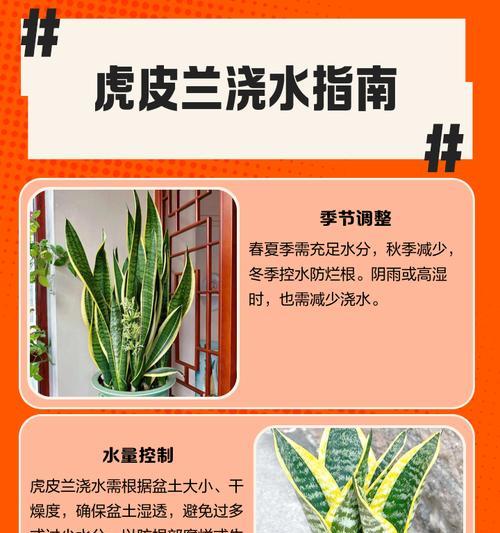 如何补救虎皮兰烂根问题（有效措施帮助虎皮兰恢复健康）