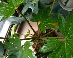 探秘八角金盘的养护之道（打造绿意盎然的花园世界）