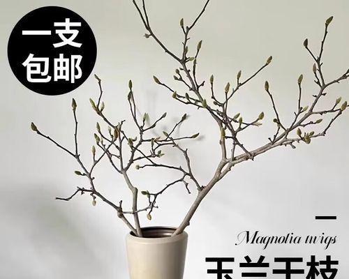 玉兰树盆景的养护技巧（打造健康美丽的玉兰树盆景）