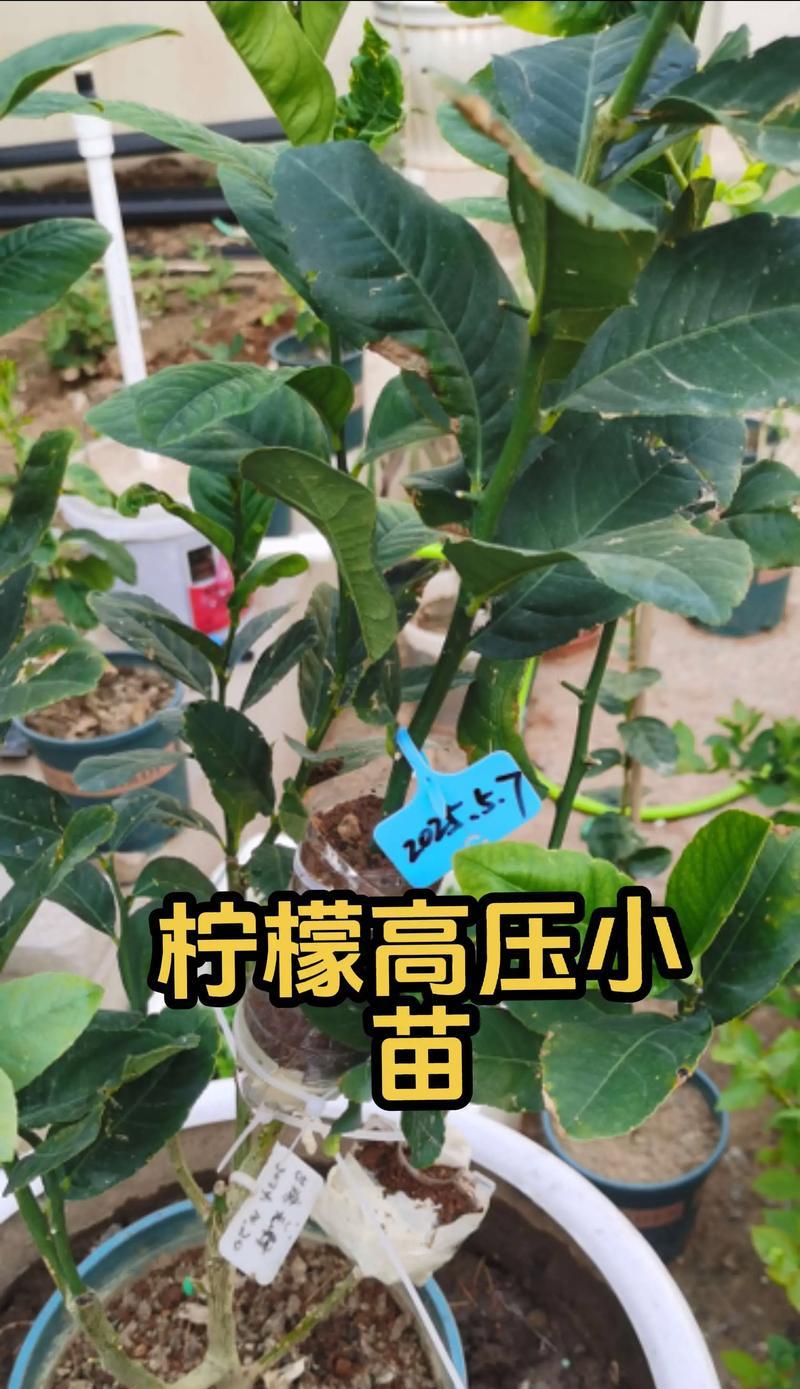 柠檬树的最佳扦插季节（选择最适合的季节进行柠檬树的扦插，提高成活率和生长发育）