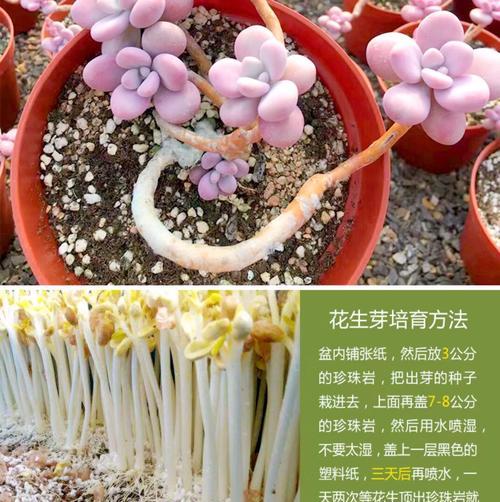 多肉玉米石扦插的繁殖与养护技巧（探秘多肉玉米石扦插的成功经验，打造美丽多肉园林）