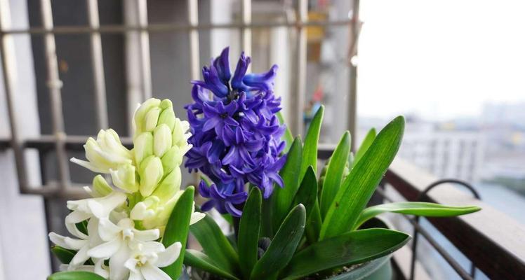 风信子的繁殖方法——快速生根开花的技巧（掌握风信子繁殖，让花坛更加绚丽多彩）