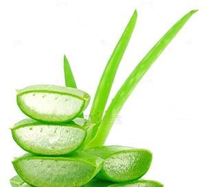 芦荟减肥的奇效（揭秘芦荟在减肥中的秘密武器）