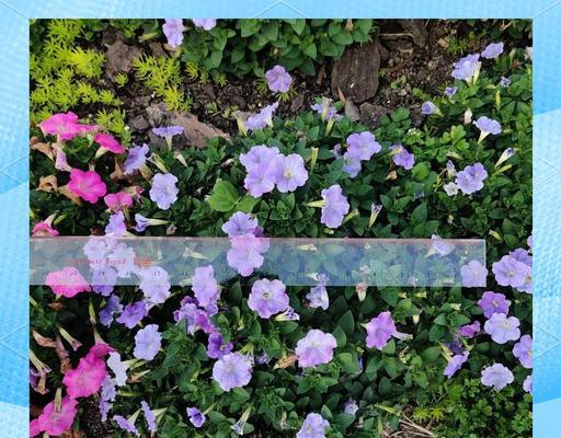 矮牵牛一年四季开花的奇迹（矮牵牛的魅力无季节之约）