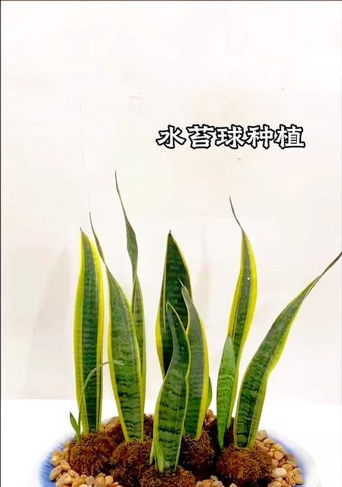 盆栽虎皮兰的种植方法和注意事项（打造绿意盎然的室内花园，轻松种植虎皮兰）