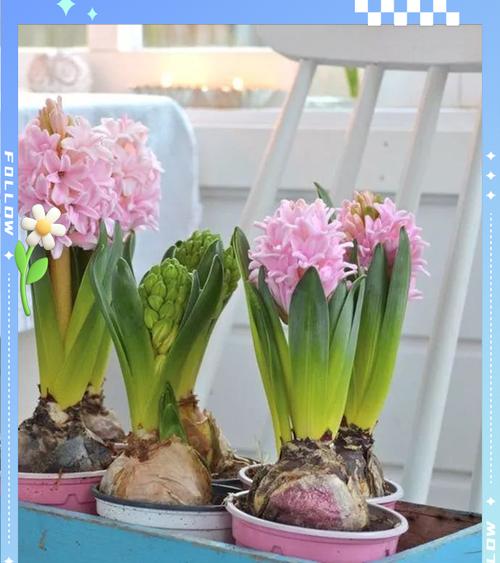 冬季风信子的管理方法（打造美丽的冬日花园，从风信子开始）