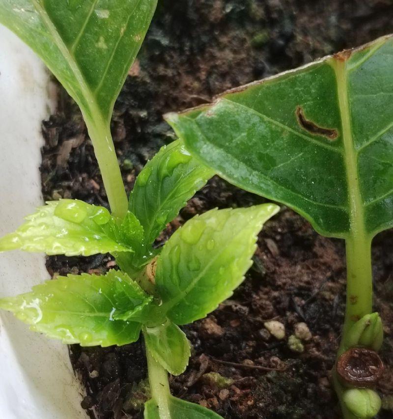 绣球扦插的温度要求（控制温度，助力绣球扦插成活）