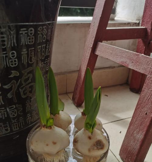 滴水观音侧芽的剪取技巧与方法（掌握剪取技巧，让滴水观音侧芽更美丽茂盛）