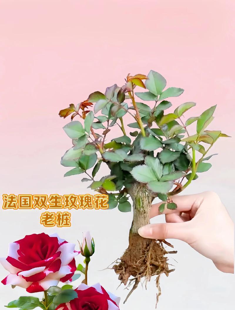如何正确养护水中玫瑰花？（学会正确的方法，让玫瑰花开得更美丽）