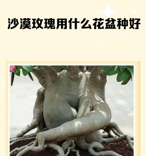 以沙漠玫瑰用什么土最好（探讨适合沙漠玫瑰生长的土壤类型及特点）