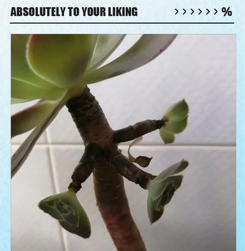 多肉掉叶子一碰就掉的补救方法（让你的多肉重获健康，告别掉叶之苦）