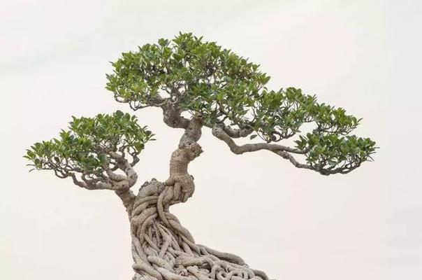 打造家居绿色生活，养护盆景榕树（以家庭为单位，创造美丽宜居的花园天地）