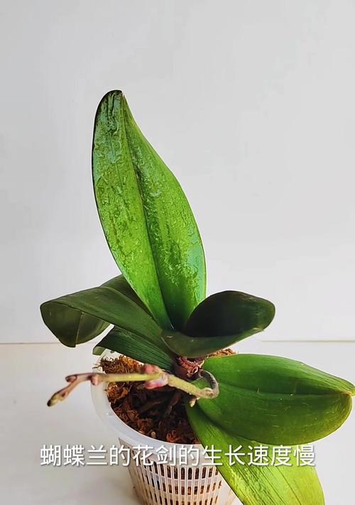 蝴蝶兰开花时间的研究（探索蝴蝶兰开花过程中花剑出现的时间和持续周期）