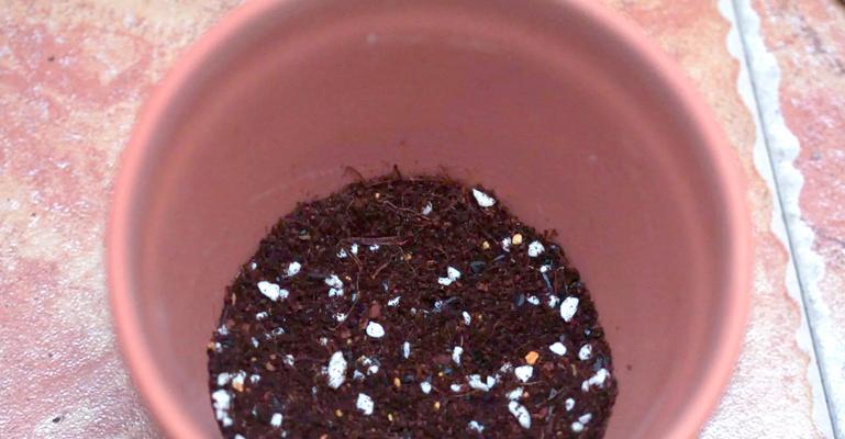 以风信子用什么土栽培最合适（选择适合风信子生长的土壤关键）