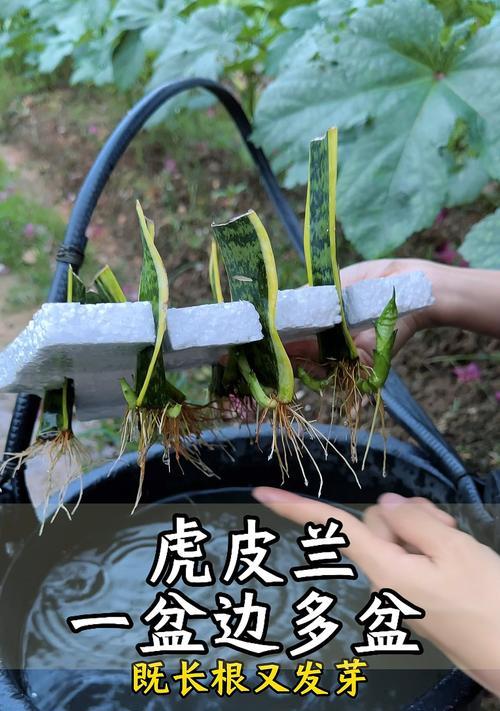 揭秘虎皮兰生根药的神奇效果（从种植到繁殖，生根药是关键）