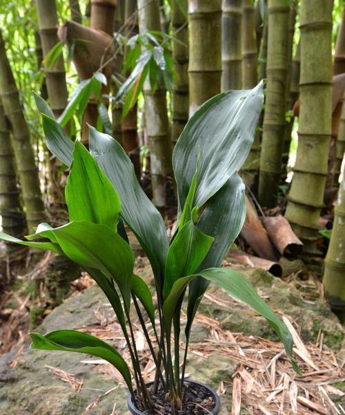 养护一叶兰的方法（打造繁花似锦的一叶兰花园）